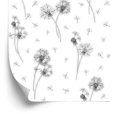 Tapeta Czarno-Białe Kwiaty Dmuchawca