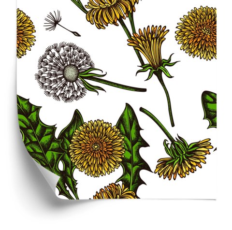 Tapeta Kwitnące Dmuchawce