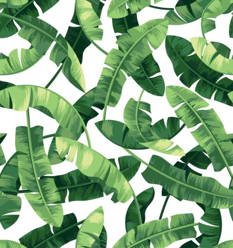 Tapeta Liście Bananowca