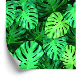 Tapeta Liście Monstery