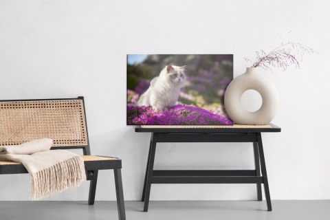 Obraz Na Płótnie Kot Rasy Ragdoll Pośród Kwiatów