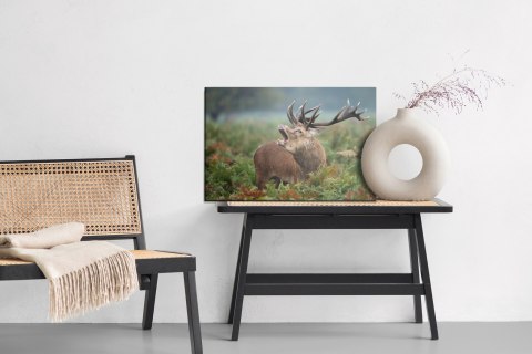 Obraz Na Płótnie Dorosły Jeleń Na Rykowisku