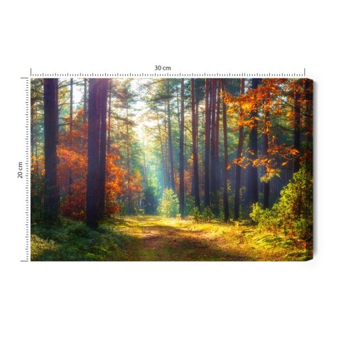 Obraz Na Płótnie Jesienny Las W Porannym Słońcu