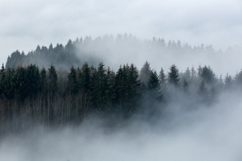 Obraz Na Płótnie Drzewa Owiane Mgłą