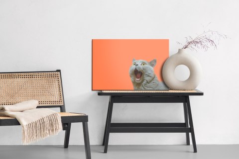 Obraz Na Płótnie Kot Brytyjski