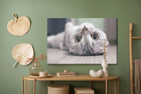 Obraz Na Płótnie Kot Szkocki Zwisłouchy