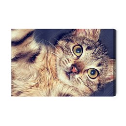 Obraz Na Płótnie Piękny Koci Portret Jak Malowany