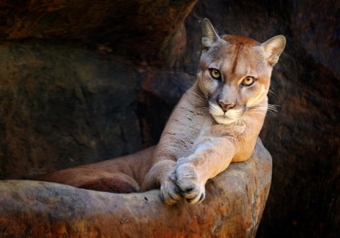 Obraz Na Płótnie Puma W Naturalnym Środowisku