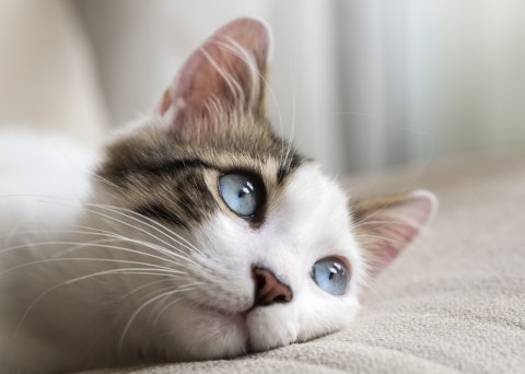 Obraz Na Płótnie Rozmarzony Kotek