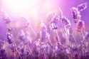Obraz Na Płótnie Kwiaty Lawendy W Słońcu