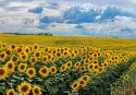Obraz Na Płótnie Letni Krajobraz Ze Słonecznikami