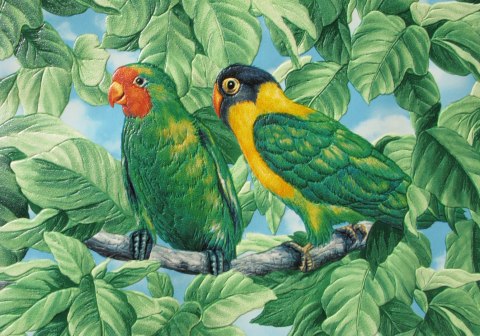 Obraz Na Płótnie Piękne Kolorowe Papugi