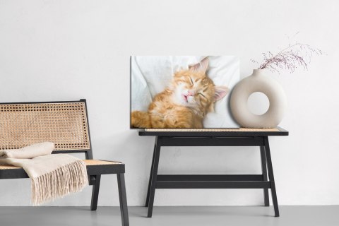 Obraz Na Płótnie Rudy Śpiący Kotek