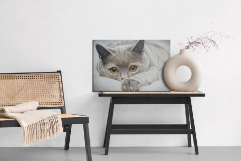 Obraz Na Płótnie Szary Kot Jak Malowany