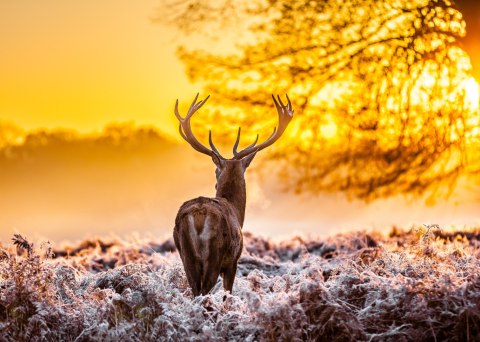 Obraz Na Płótnie Jeleń O Wschodzie Słońca