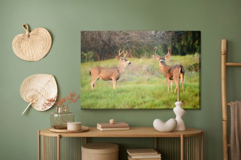 Obraz Na Płótnie Dwa Młode Jelenie