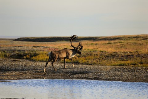 Obraz Na Płótnie Jeleń Nad Wodą