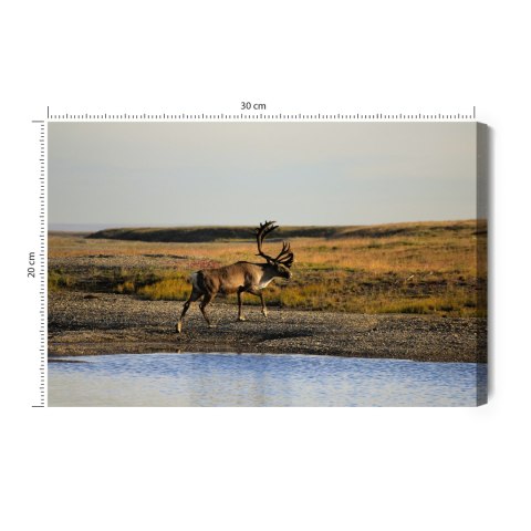 Obraz Na Płótnie Jeleń Nad Wodą