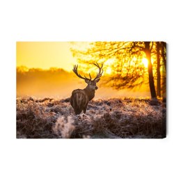 Obraz Na Płótnie Jeleń W Porannym Słońcu