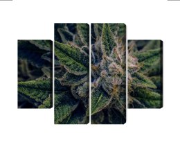 Obraz Wieloczęściowy Roślina Konopi Z Bliska