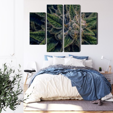 Obraz Wieloczęściowy Roślina Konopi Z Bliska