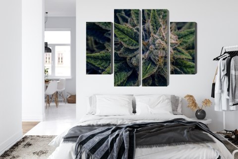 Obraz Wieloczęściowy Roślina Konopi Z Bliska