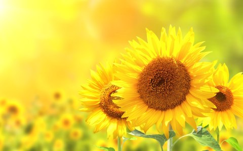 Obraz Wieloczęściowy Kwitnące Słoneczniki 3D