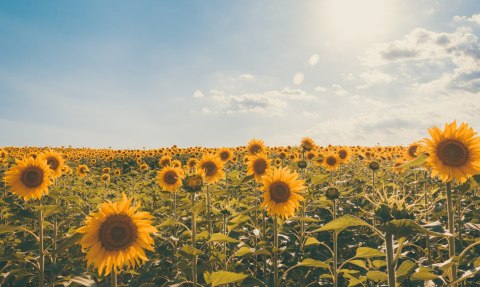 Obraz Wieloczęściowy Pole Słoneczników W Letni Dzień 3D