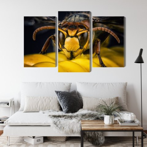 Obraz Wieloczęściowy Osa W Skali Makro