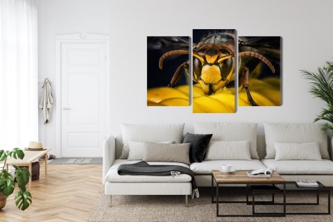 Obraz Wieloczęściowy Osa W Skali Makro