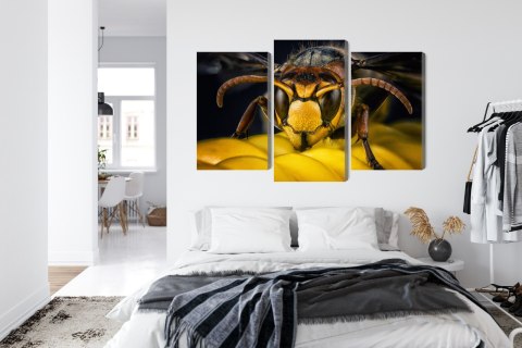 Obraz Wieloczęściowy Osa W Skali Makro