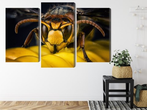Obraz Wieloczęściowy Osa W Skali Makro
