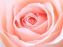 Obraz Wieloczęściowy Pastelowa Róża W Makroskali 3D