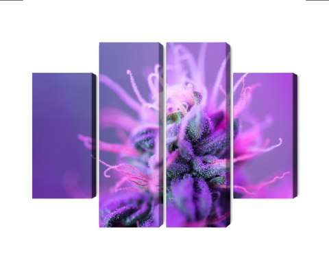 Obraz Wieloczęściowy Roślina Makro Na Różowo-Fioletowym Tle