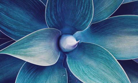 Obraz Wieloczęściowy Widok Z Góry Rośliny W Skali Makro