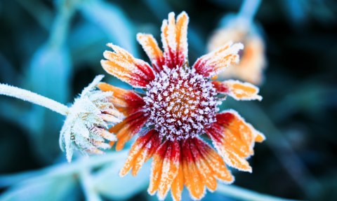 Obraz Wieloczęściowy Kwiaty Rudbeckia Pokryte Szronem