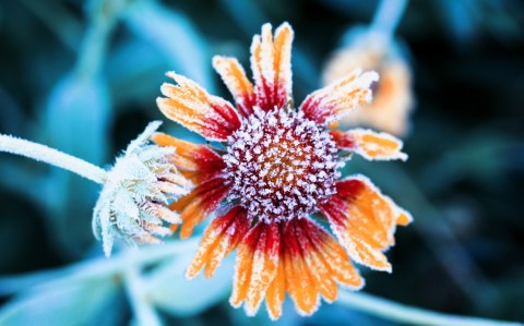 Obraz Wieloczęściowy Kwiaty Rudbeckia Pokryte Szronem