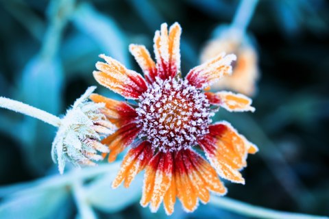 Obraz Wieloczęściowy Kwiaty Rudbeckia Pokryte Szronem