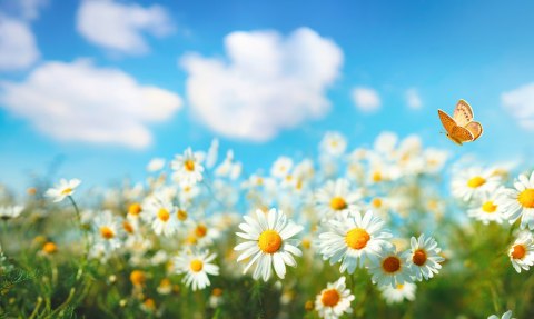 Obraz Wieloczęściowy Pole Stokrotki 3D