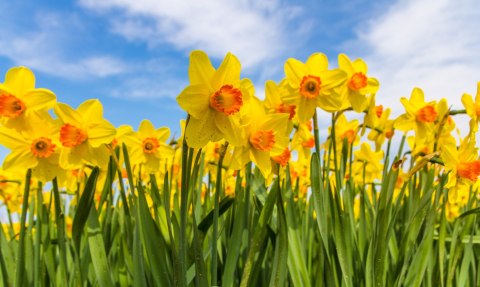 Obraz Wieloczęściowy Pole Żonkila 3D