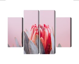 Obraz Wieloczęściowy Kwiat Królewskiej Protei Z Bliska