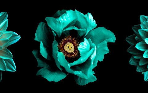 Obraz Wieloczęściowy Turkusowe Kwiaty Na Czarnym Tle