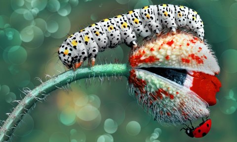 Obraz Wieloczęściowy Gąsienica I Biedronka Na Roślinie Makro