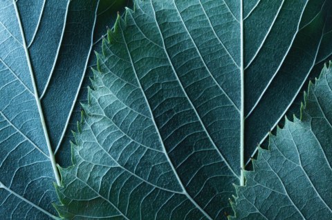 Obraz Wieloczęściowy Liście W Skali Makro Z Efektem 3D