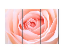 Obraz Wieloczęściowy Pastelowa Róża W Makroskali 3D