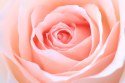 Obraz Wieloczęściowy Pastelowa Róża W Makroskali 3D