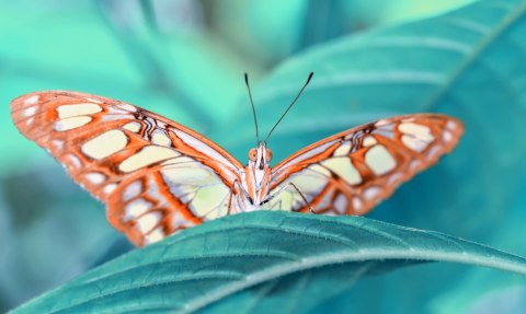 Obraz Wieloczęściowy Motyl Na Liściu W Skali Makro