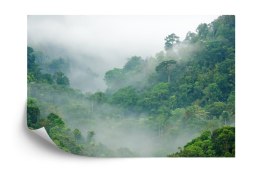 Fototapeta Rainforest Morning Fog