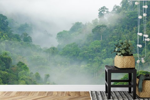 Fototapeta Rainforest Morning Fog