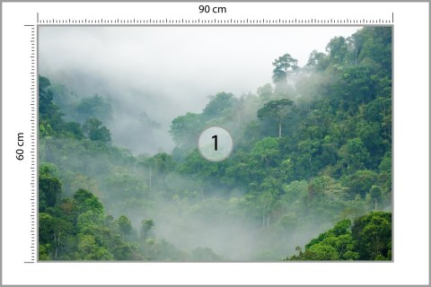 Fototapeta Rainforest Morning Fog